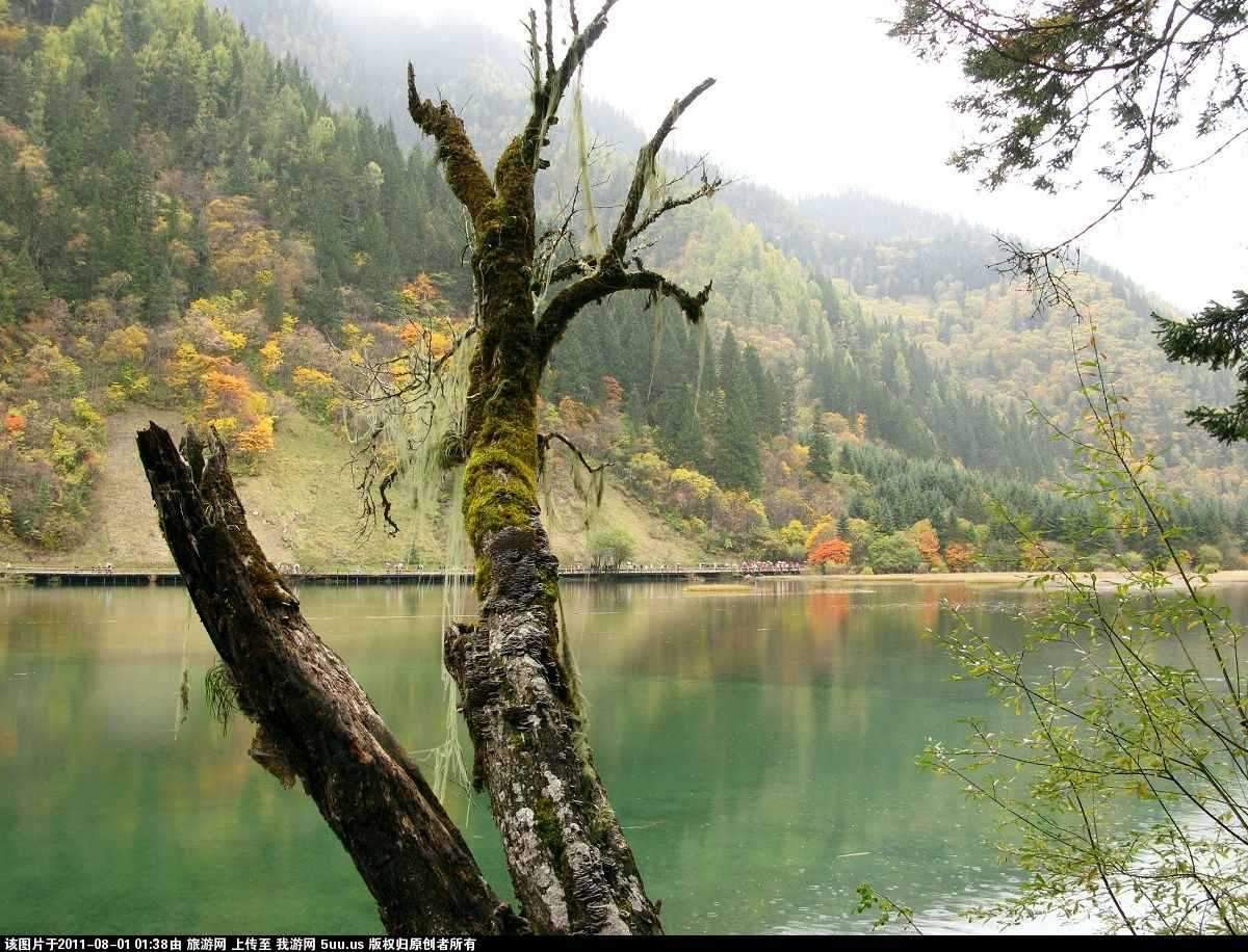 箭竹海 1.jpg